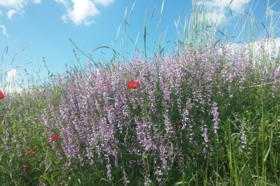 Altındağ Kavaklı İlkokulu Fotoğrafları 4