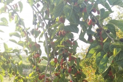 Alanya Yeşilöz İlkokulu Fotoğrafları 1