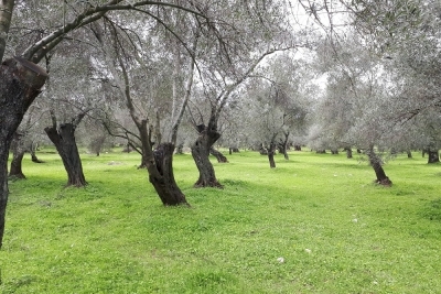 Edremit Zeytinli İlkokulu Fotoğrafları 1